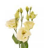 Еустома Alissa 2 Yellow III pro-eusali2YellowIII-1000 фото