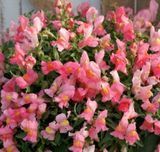 Львиный зев Candy Showers F1 Pink CandyShowersPink фото