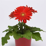 Гербера Colorbloom Red with Light Eye pro-gercolredwitligeye-100 фото