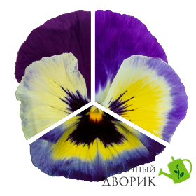 Виола Inspire Plus F1 Blueberry Lemon InspirePlusBlueberryLemon фото