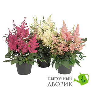 Астильба Astary White pro-AstaryWhite-500 фото