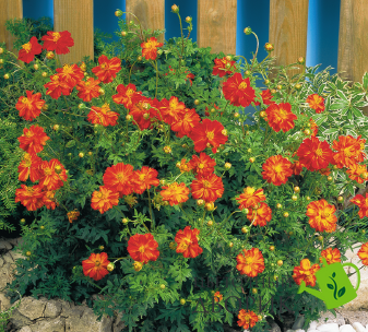 Космос Cosmic Red pro-CosmicRed-1000 фото
