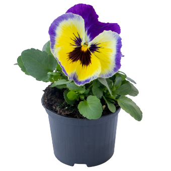 Віола Inspire Plus F1 Blueberry Lemon InspirePlusBlueberryLemon фото