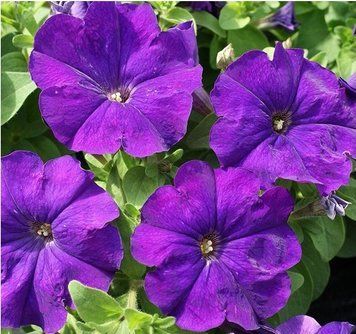 Петунiя Mambo F1 Mid Blue pro-MamboMBlue-1000 фото