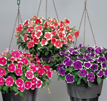 Петуния Merlin F1 Picotee Mix MerlinPicoteeMix фото