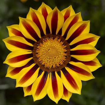 Газанiя Big Kiss F1 Yellow Flame BigKissYellowFlame фото
