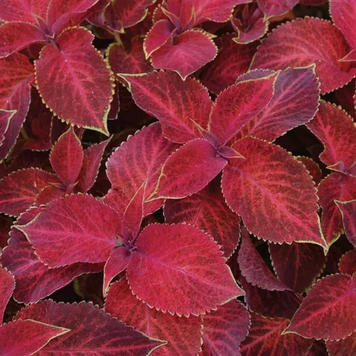 Колеус Wizard Velvet Red WizardVelvetRed фото