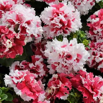 Петуния Pirouette Red pro-Pirouettered-500s фото