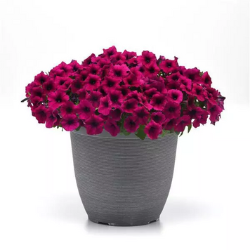 Петунія Shock Wave F1 Deep Purple ShockWaveDeepPurple фото