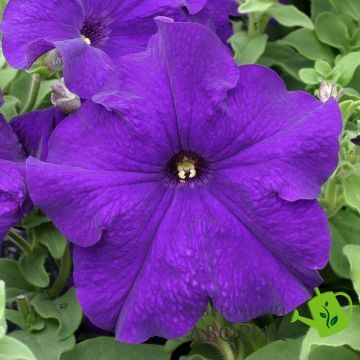 Петуния Prism F1 Blue pro-petprif1blu-1000seed фото