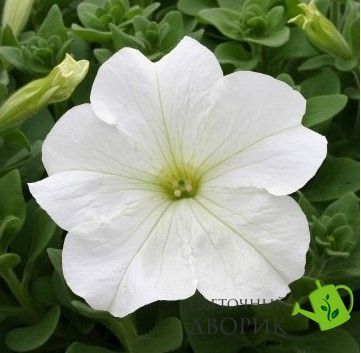 Петунiя Prism F1 White pro-PrismWhit-1000seed фото