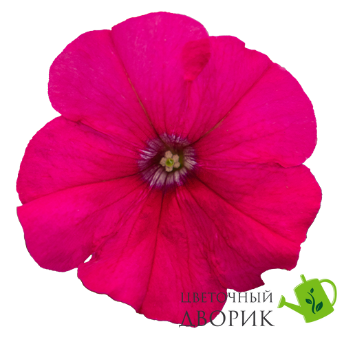 Петуния Boom! HD Rose pro-boomRose-500 фото