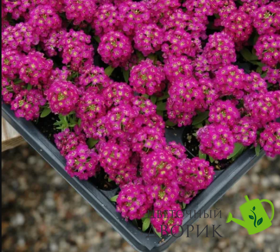 Алісум Easter Bonnet Deep Pink pro-alieasbondeepin-1000os фото