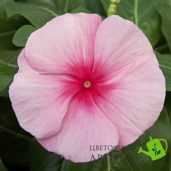 Вінка Cora Cascade XDR Strawberry pro-vincorcasstr-500 фото