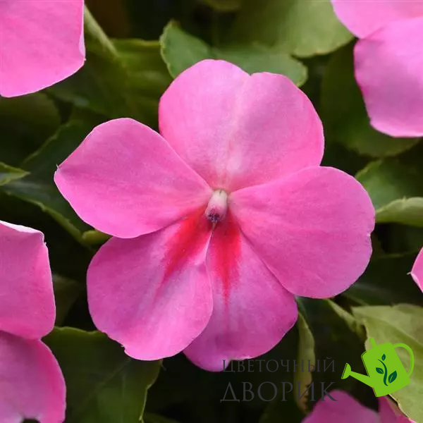 Бальзамин Beacon Pink New2027 pro-BeaconPink-1000 фото