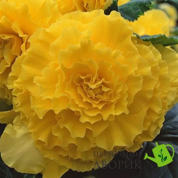 Бегония AmeriHybrid F1 Ruffled Yellow AmerihybridRuffledYellow-5 фото