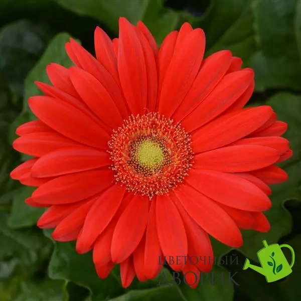 Гербера Colorbloom Red with Light Eye pro-gercolredwitligeye-100 фото