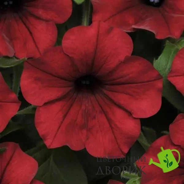 Петунія Tidal Wave F1 Red Velour TidalWaveRedVelour фото