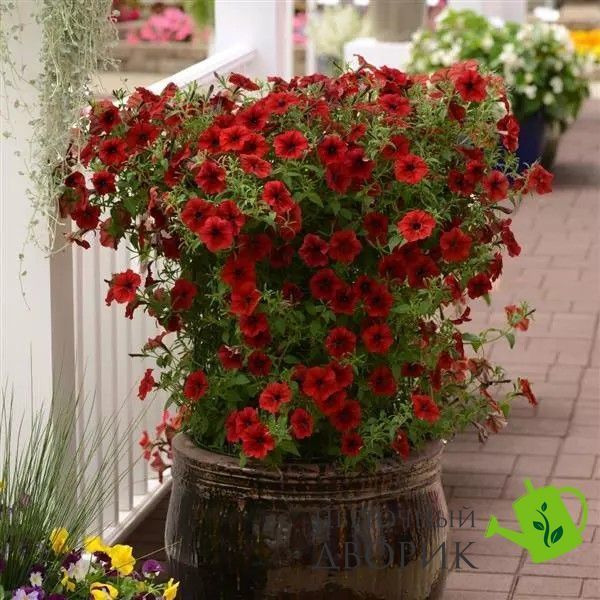 Петунія Tidal Wave F1 Red Velour TidalWaveRedVelour фото
