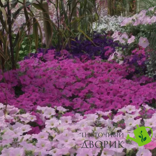 Петунія Wave F1 Lavender pro-petwavf1lav-100 фото