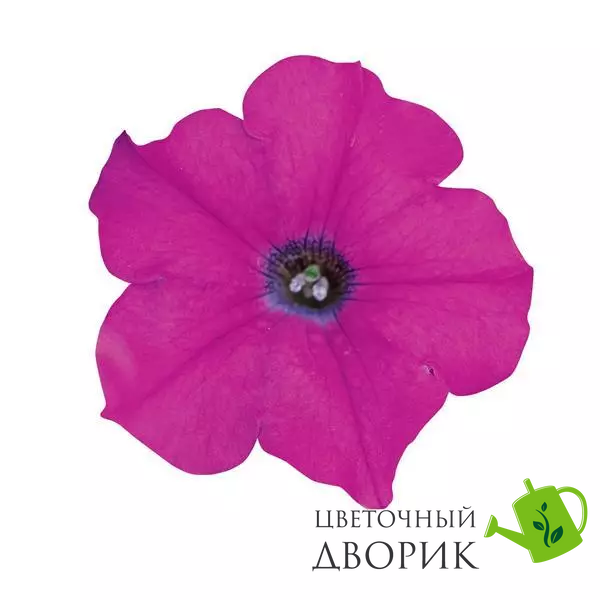 Петунія Wave F1 Lavender pro-petwavf1lav-100 фото