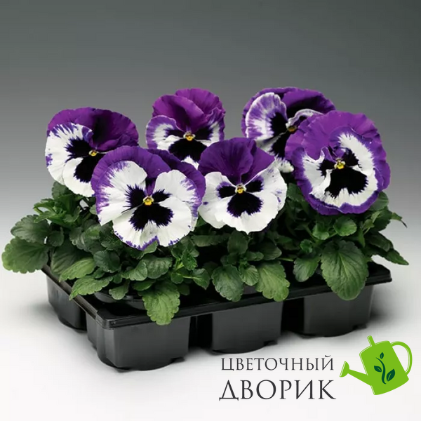 Вiола Colossus F1 White with Purple Wing ColossusWhitewPW фото