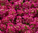 Алісум Easter Bonnet Deep Pink pro-alieasbondeepin-1000os фото 1