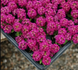 Алісум Easter Bonnet Deep Pink pro-alieasbondeepin-1000os фото 2