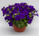 Петуния Prism F1 Blue pro-petprif1blu-1000seed фото 1