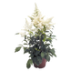 Астильба Astary White pro-AstaryWhite-500 фото 1