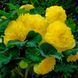 Бегония AmeriHybrid F1 Ruffled Yellow AmerihybridRuffledYellow-5 фото 1