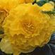 Бегония AmeriHybrid F1 Ruffled Yellow AmerihybridRuffledYellow-5 фото 2