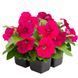 Петуния Boom! HD Rose pro-boomRose-500 фото 1