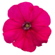 Петуния Boom! HD Rose pro-boomRose-500 фото 2