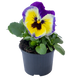 Виола Inspire Plus F1 Blueberry Lemon InspirePlusBlueberryLemon фото 1