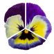 Виола Inspire Plus F1 Blueberry Lemon InspirePlusBlueberryLemon фото 2