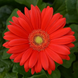 Гербера Colorbloom Red with Light Eye pro-gercolredwitligeye-100 фото 2