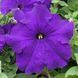 Петуния Prism F1 Blue pro-petprif1blu-1000seed фото 2