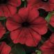 Петунія Tidal Wave F1 Red Velour TidalWaveRedVelour фото 2