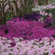 Петунія Wave F1 Lavender pro-petwavf1lav-100 фото 3