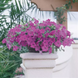 Петунія Wave F1 Lavender pro-petwavf1lav-100 фото 1