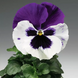 Вiола Colossus F1 White with Purple Wing ColossusWhitewPW фото 2