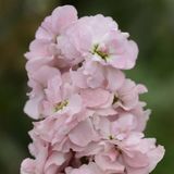 Маттіола Column Appleblossom pro-matcolapp-5000 фото