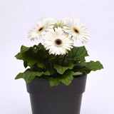 Гербера Colorbloom White with Dark Eye pro-gercolwhiwitdareye-100 фото