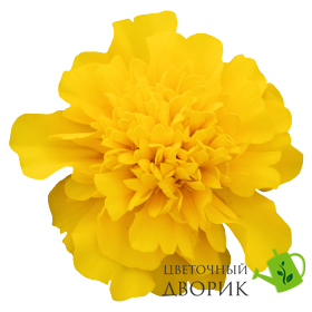 Тагетес Super Hero Deep Yellow SuperHeroDeepYellow фото
