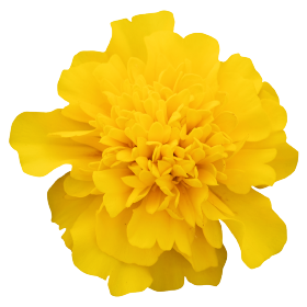 Тагетес Super Hero Deep Yellow SuperHeroDeepYellow фото