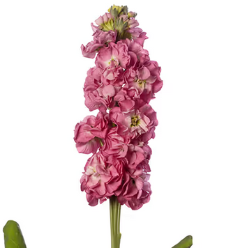 Маттіола StoX Rose Pink StoXRosePink-10 фото