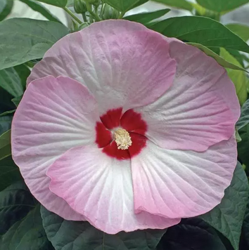 Гібіскус Luna Pink Swirl giblunpinswi-3 фото