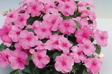 Бальзамiн Balance Pink pro-balbalpin-1000 фото