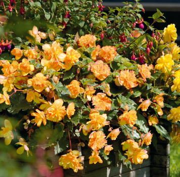 Бегония Illumination F1 Apricot Shades IlluminationApricotS фото